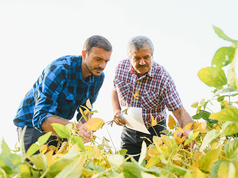 From the perspective of thriving leafy plants, we look up at a younger and older man as they inspect the plants with attention and care.